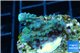 Acropora green purple 1-3 cm WYSIWYG acclimaté