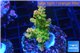 Acropora golden purple Indonesia 3-4 cm WYSIWYG acclimaté