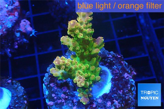 Acropora golden purple Indonesia 3-4 cm WYSIWYG acclimaté
