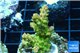 Acropora golden purple Indonesia 3-4 cm WYSIWYG acclimaté