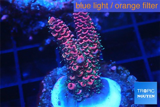 Acropora millepora pink Indonesia 2-4 cm WYSIWYG acclimaté