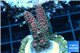Acropora millepora pink Indonesia 2-4 cm WYSIWYG acclimaté