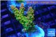 Acropora golden purple Indonesia 3-4 cm WYSIWYG acclimaté