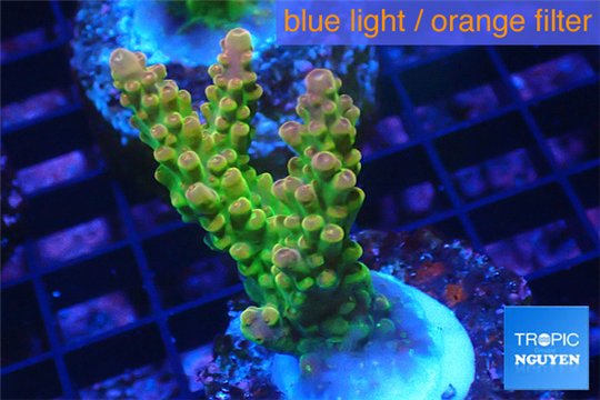 Acropora golden purple Indonesia 3-4 cm WYSIWYG acclimaté