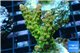Acropora golden purple Indonesia 3-4 cm WYSIWYG acclimaté