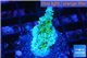 Acropora green purple 2-3 cm WYSIWYG acclimaté
