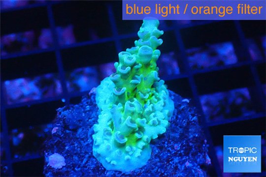 Acropora green purple 2-3 cm WYSIWYG acclimaté