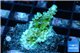 Acropora green purple 2-3 cm WYSIWYG acclimaté