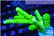 Acropora full neon green 4-6 cm WYSIWYG acclimaté