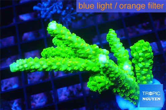 Acropora full neon green 4-6 cm WYSIWYG acclimaté