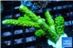 Acropora full neon green 4-6 cm WYSIWYG acclimaté