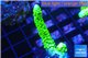 Acropora full neon green 3-4 cm WYSIWYG acclimaté