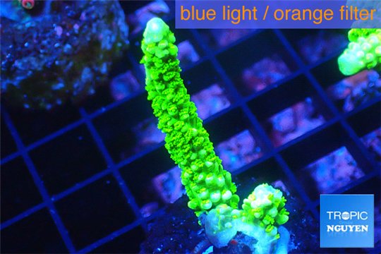 Acropora full neon green 3-4 cm WYSIWYG acclimaté