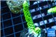 Acropora full neon green 3-4 cm WYSIWYG acclimaté