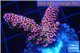 Acropora millepora pink Indonesia 2-4 cm WYSIWYG acclimaté