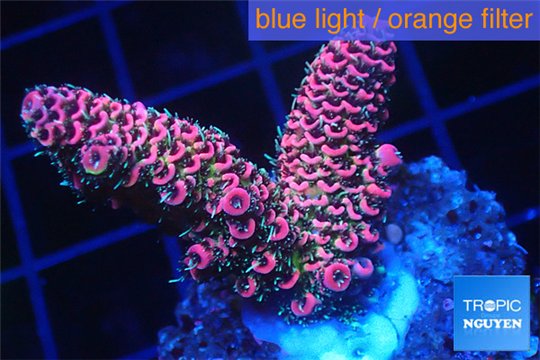 Acropora millepora pink Indonesia 2-4 cm WYSIWYG acclimaté