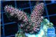 Acropora millepora pink Indonesia 2-4 cm WYSIWYG acclimaté