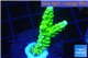 Acropora full neon green 2-4 cm WYSIWYG acclimaté