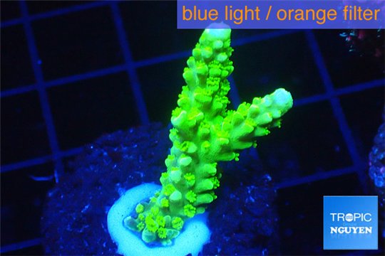 Acropora full neon green 2-4 cm WYSIWYG acclimaté