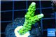 Acropora full neon green 2-4 cm WYSIWYG acclimaté