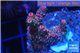 Acropora millepora pink Indonesia 2-4 cm WYSIWYG acclimaté