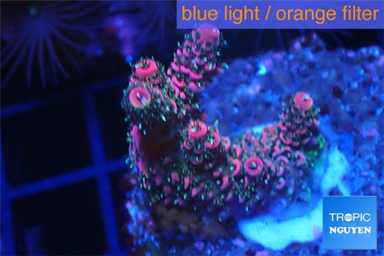Acropora millepora pink Indonesia 2-4 cm WYSIWYG acclimaté