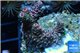 Acropora millepora pink Indonesia 2-4 cm WYSIWYG acclimaté