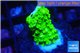 Acropora full neon green 1-2 cm WYSIWYG acclimaté