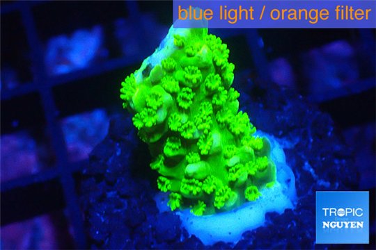 Acropora full neon green 1-2 cm WYSIWYG acclimaté