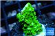 Acropora full neon green 1-2 cm WYSIWYG acclimaté