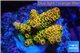 Acropora mango 3-4 cm WYSIWYG acclimaté