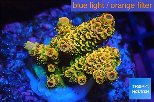 Acropora mango 3-4 cm WYSIWYG acclimaté