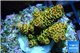 Acropora mango 3-4 cm WYSIWYG acclimaté