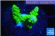 Acropora full neon green 2-3 cm WYSIWYG acclimaté