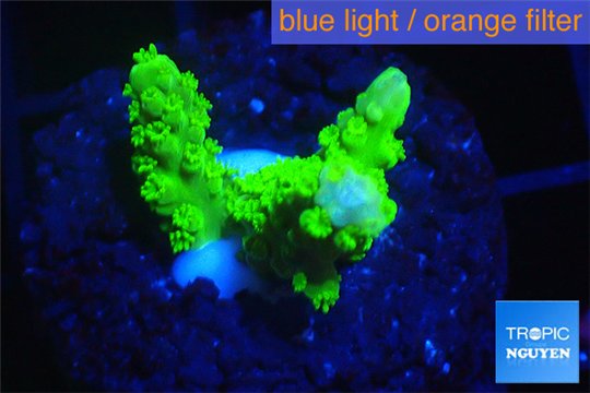 Acropora full neon green 2-3 cm WYSIWYG acclimaté