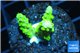 Acropora full neon green 2-3 cm WYSIWYG acclimaté
