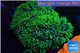 Pachyclavularia neon green 9-14 cm WYSIWYG acclimaté