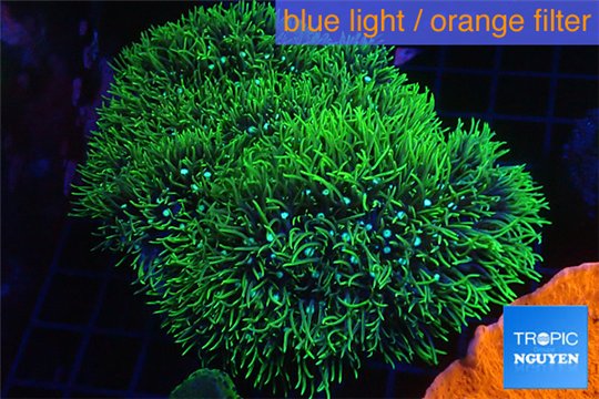 Pachyclavularia neon green 9-14 cm WYSIWYG acclimaté