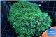 Pachyclavularia neon green 9-14 cm WYSIWYG acclimaté