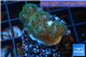 Pocillopora green & pink 2-4 cm WYSIWYG acclimaté