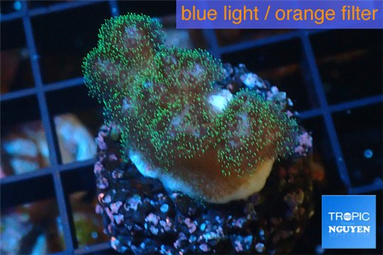 Pocillopora green & pink 2-4 cm WYSIWYG acclimaté
