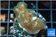 Pocillopora green & pink 2-4 cm WYSIWYG acclimaté