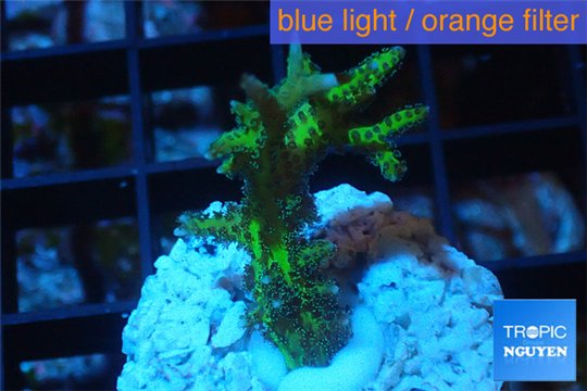 Seriatopora green gold 2-4 cm WYSIWYG acclimaté