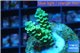 Acropora green Indonesia 2-4 cm WYSIWYG acclimaté