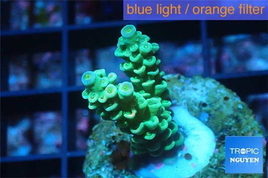 Acropora green Indonesia 2-4 cm WYSIWYG acclimaté
