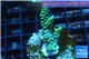 Acropora green Indonesia 3-4 cm WYSIWYG acclimaté