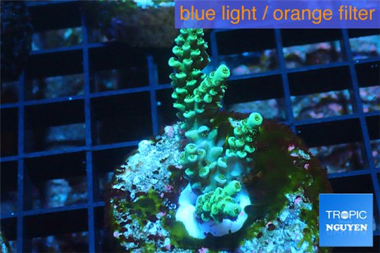 Acropora green Indonesia 3-4 cm WYSIWYG acclimaté