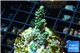 Acropora green Indonesia 3-4 cm WYSIWYG acclimaté
