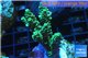 Acropora green Indonesia 3-4 cm WYSIWYG acclimaté