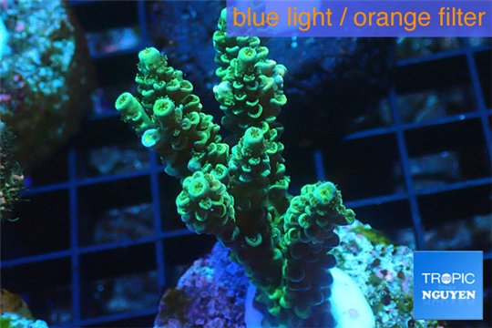 Acropora green Indonesia 3-4 cm WYSIWYG acclimaté